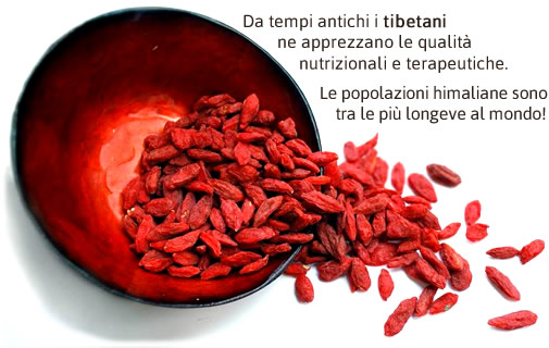 goji-bacche-rosse-tibetani